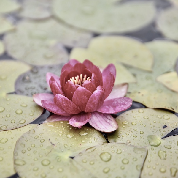 Ayurveda Sattva Lotus